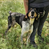 PEUCHERE, chien à adopter