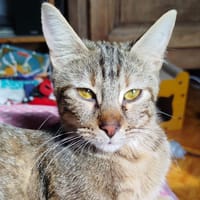 Cassiopée, chatte à adopter
