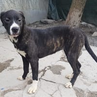 topaze, chienne à adopter