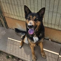 MITI, chienne à adopter