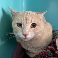 BABYLONE, chatte à adopter