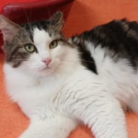 STOCKHOLM, chat à adopter