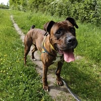 TAKITA, chienne à adopter