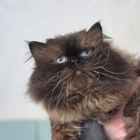 URSUS, chat à adopter