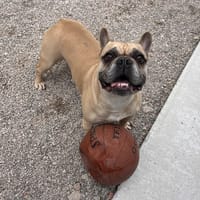 NOUGAT, chien à adopter