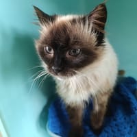 Moumoune, chatte à adopter