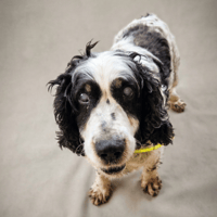 SIMBA, chien à adopter