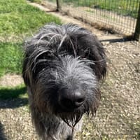 PITOU, chien à adopter