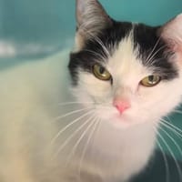 PEACH, chatte à adopter