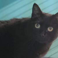 persee, chat à adopter