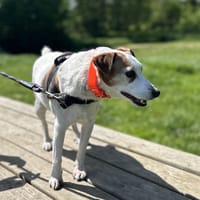 ISARD, chien à adopter