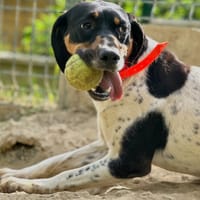 Daisy, chatte à adopter