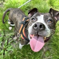 PAULA PAA24199, chienne à adopter