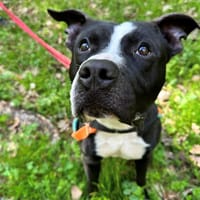 COSMOS  PAA24196, chien à adopter