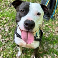 ULTRA PAA24197, chienne à adopter