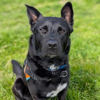 ANOKI QCN, chien à adopter