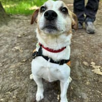 ICE TEA PAA24181, chien à adopter