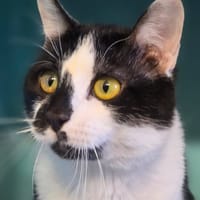 WILL, chat à adopter