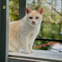 Nioky, chat à adopter