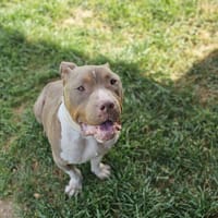 Snow, chien à adopter