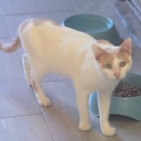 DONALD, chat à adopter