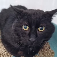 ONYX, chat à adopter