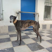 MILLONARIA, chienne à adopter