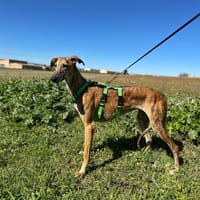 ALOE, chienne à adopter
