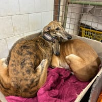 VERA, chienne à adopter