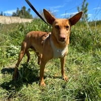 AKIRA, chienne à adopter
