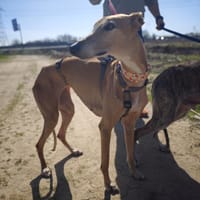 BELEN, chienne à adopter