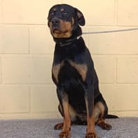 ZOE ll (Maria), chienne à adopter