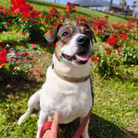 TONY (Martina), chien à adopter