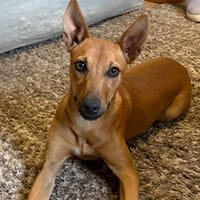 TALI (Martina), chienne à adopter