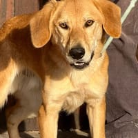 OXFORD (Maria), chien à adopter