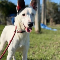 LUCKY (Maria), chien à adopter