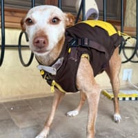 FOXY (Martina), chienne à adopter