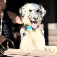 DUNE (Maria), chienne à adopter