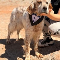 DUBLIN (Lara), chien à adopter