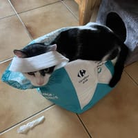 Lupin de Dammartin, chat à adopter