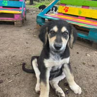 Alex, chien à adopter