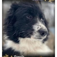 Glasha, chienne à adopter