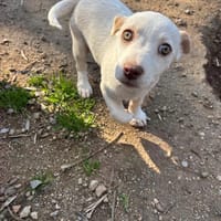 Anda, chienne à adopter