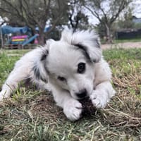 Arc, chien à adopter