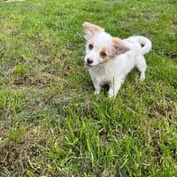 Tia, chienne à adopter