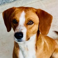 Due, cane da adottare