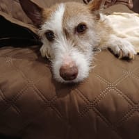 TEA, chienne à adopter