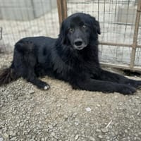 Blacky, chien à adopter