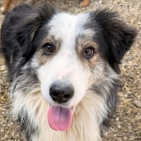 Fuego, chien à adopter