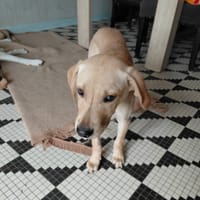 loulou croisé pincher réunion, chien à adopter